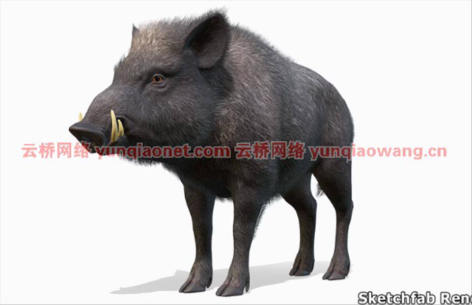 UE商城素材资源 Wild Boar – Male 公野猪