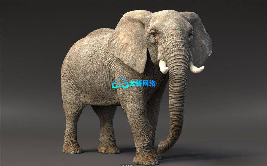 VFX Grace 出品高质量3D动物模型合集包 Animal Pack