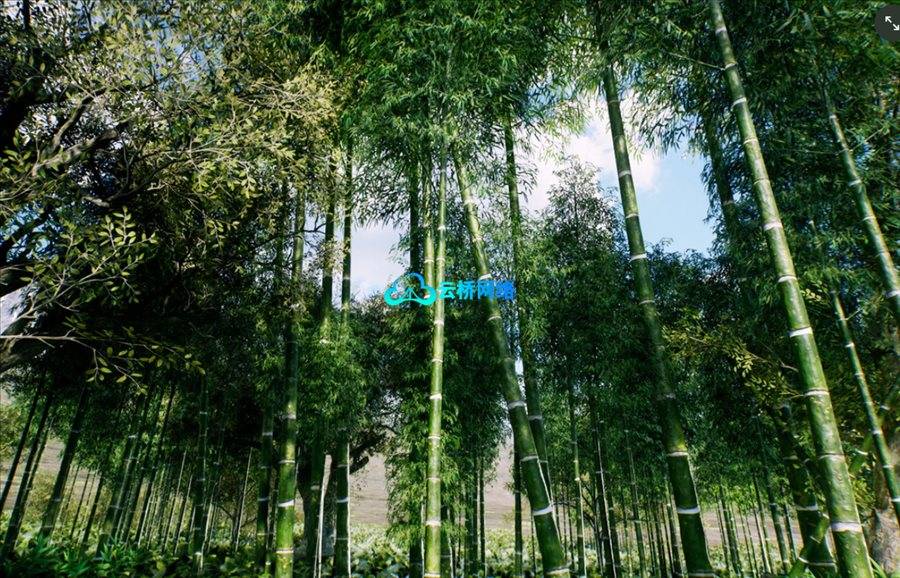 亚洲竹林 Bamboo Asian forest