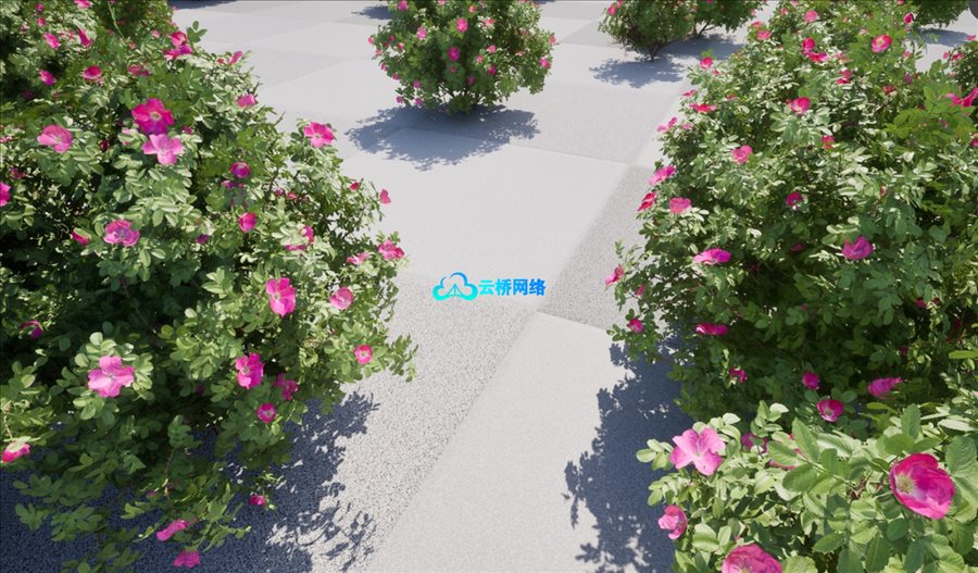 UE植被资产 海滨玫瑰（Rosa rugosa）