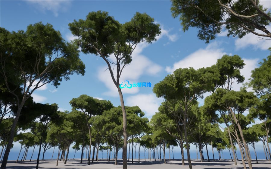 UE植被资产：阿勒颇松