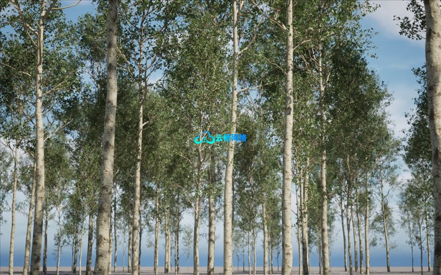 UE植被资产 欧洲白杨