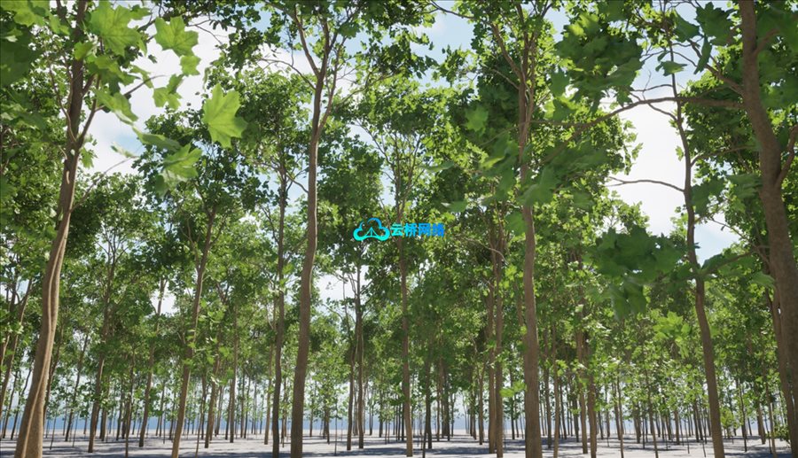 UE植被资产包：挪威枫森林